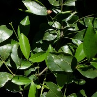 Euonymus walkeri Wight